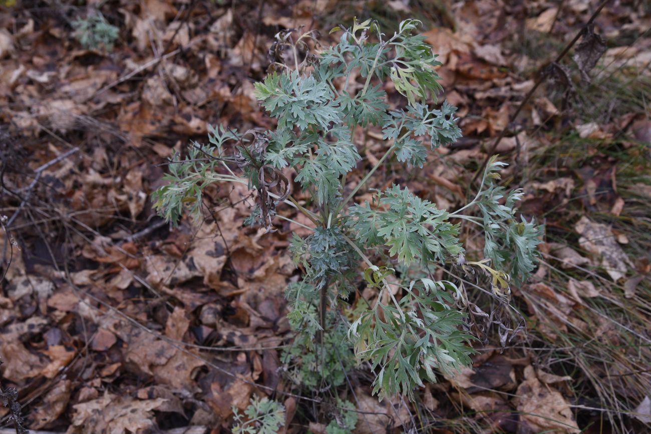 Image of Artemisia absinthium specimen.