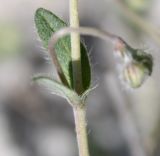 Helianthemum georgicum