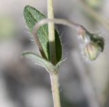 Helianthemum georgicum. Узел в основании соцветия. Крым, Бахчисарайский р-н, окр. с. Трудолюбовка, кальцефильная степь в долине между гг. Белой и Лесистой. 05.05.2010.