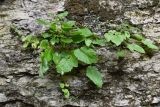 Campanula pendula