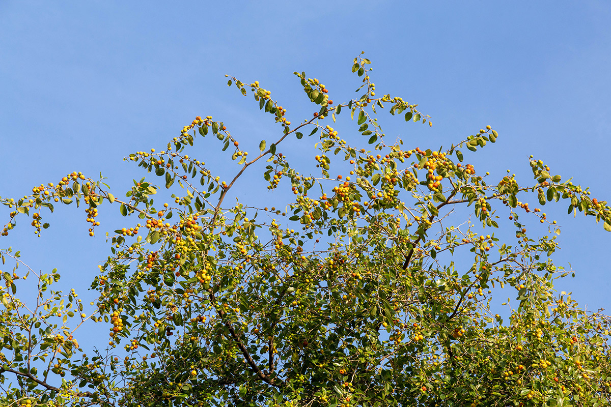 Image of Ziziphus spina-christi specimen.