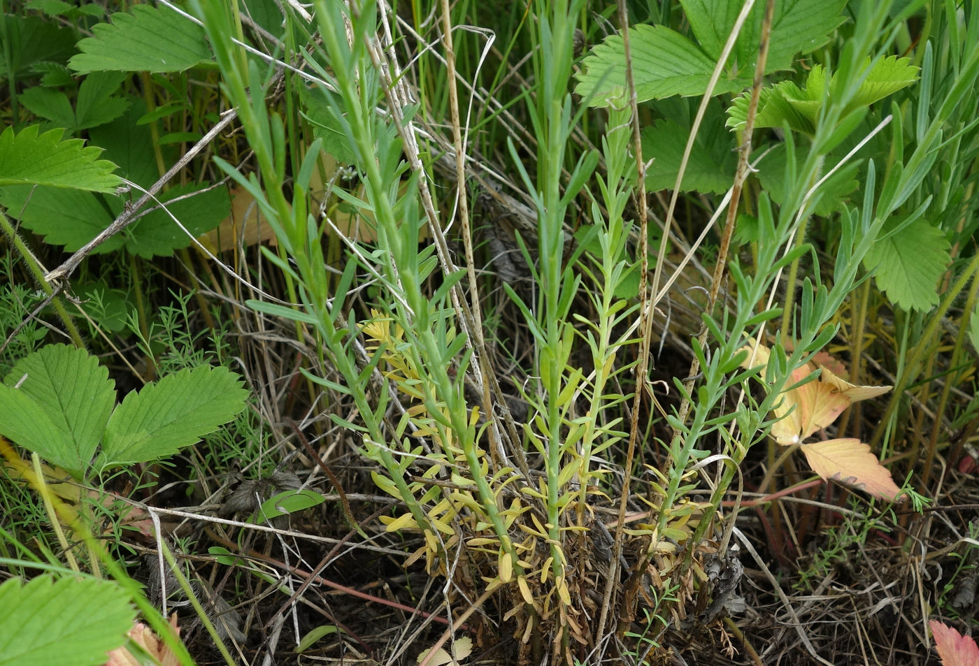 Изображение особи Linum perenne.