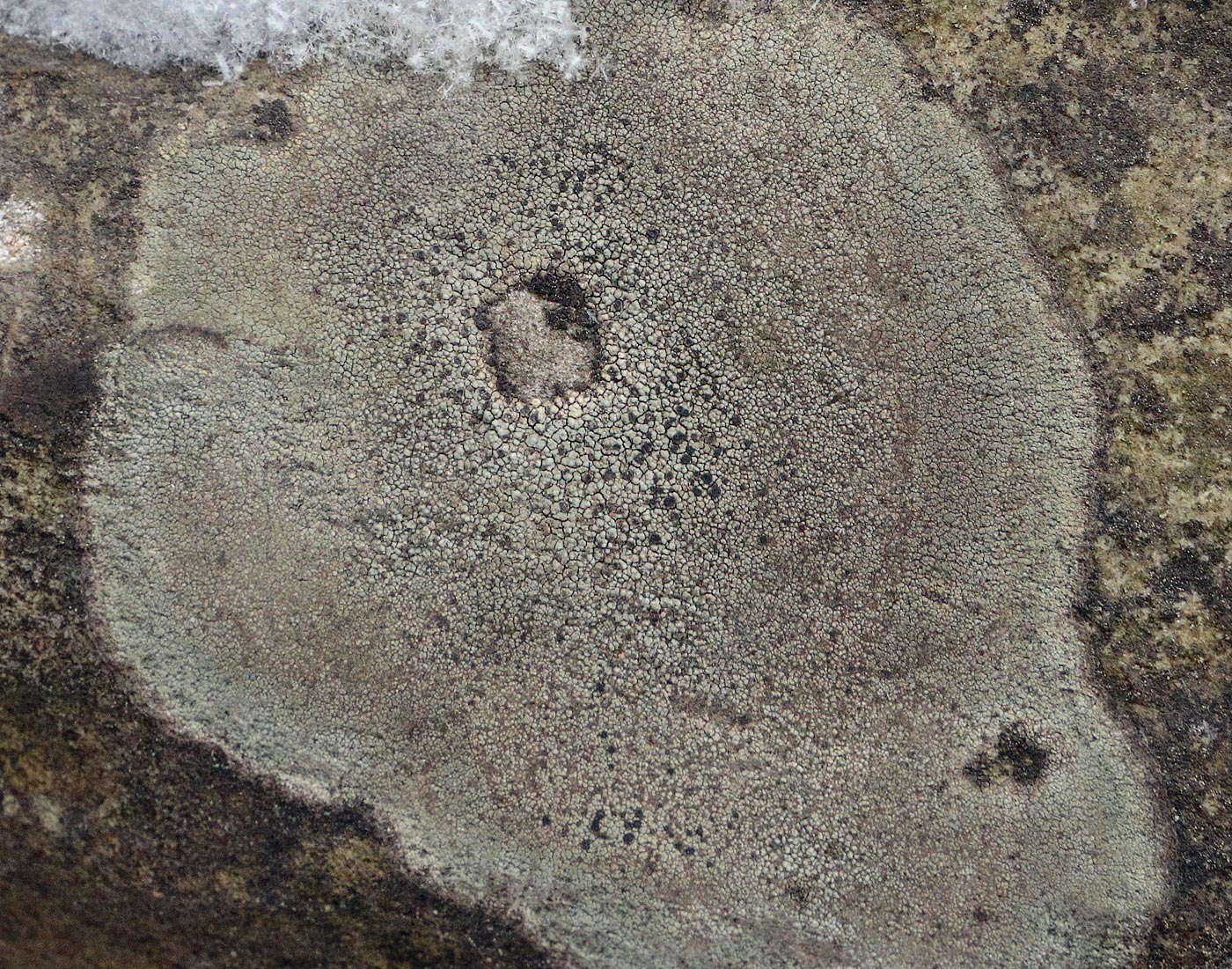Image of genus Aspicilia specimen.