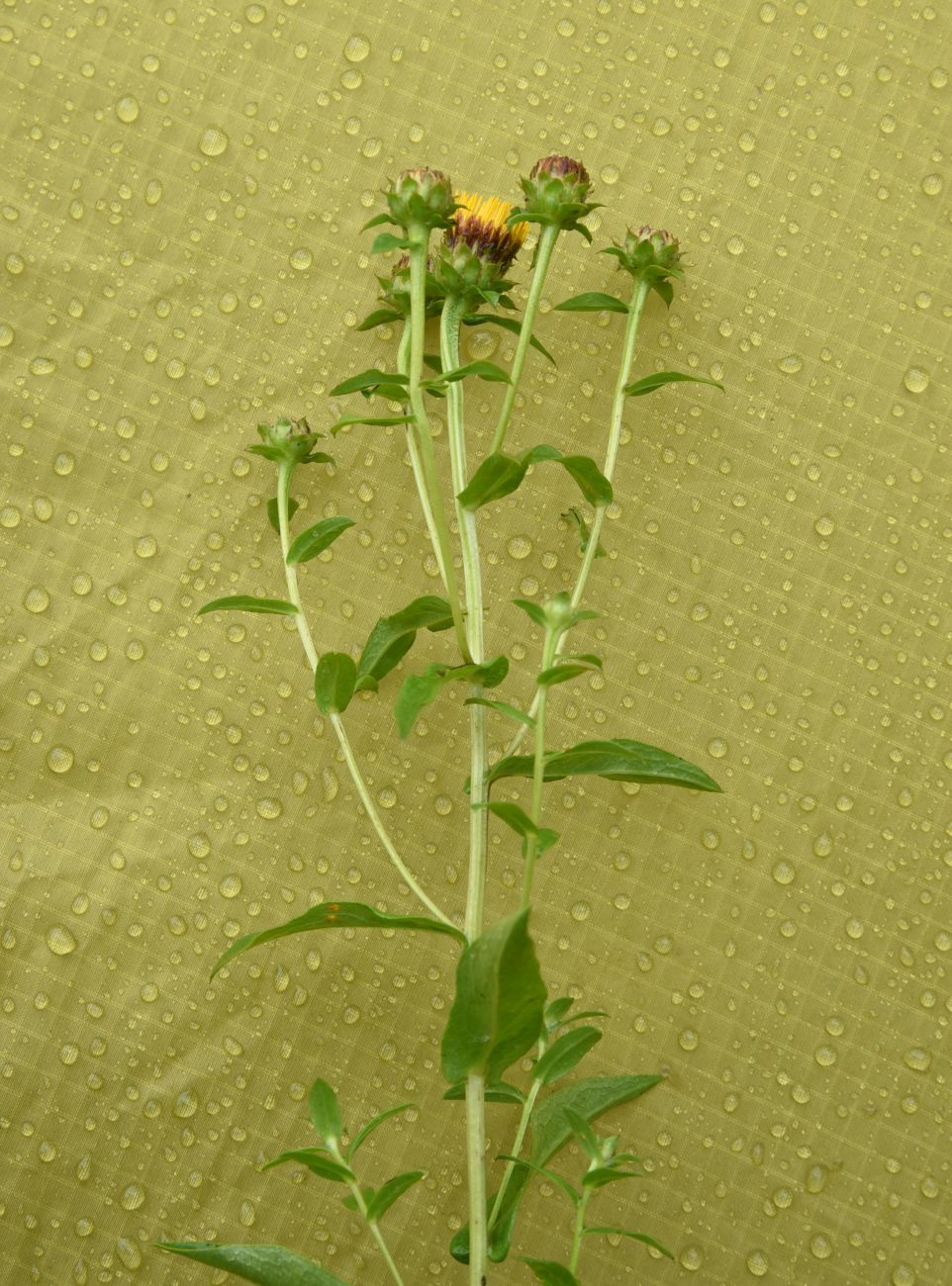 Изображение особи Inula aspera.