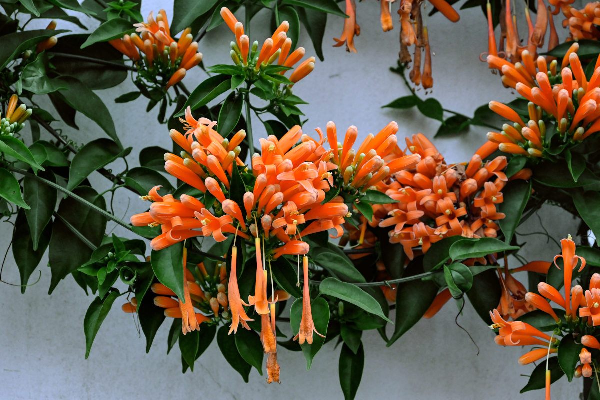 Image of Pyrostegia venusta specimen.