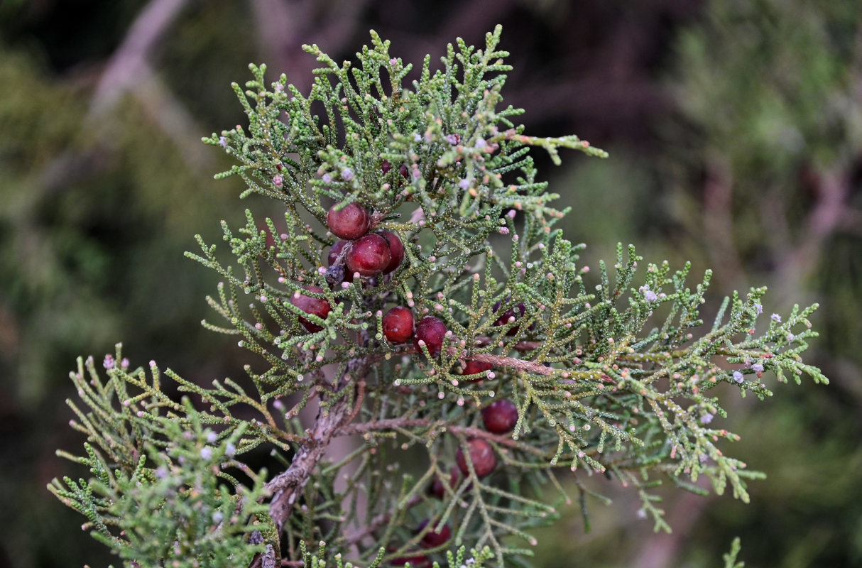 Изображение особи Juniperus phoenicea.