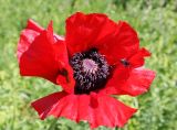 Papaver bracteatum