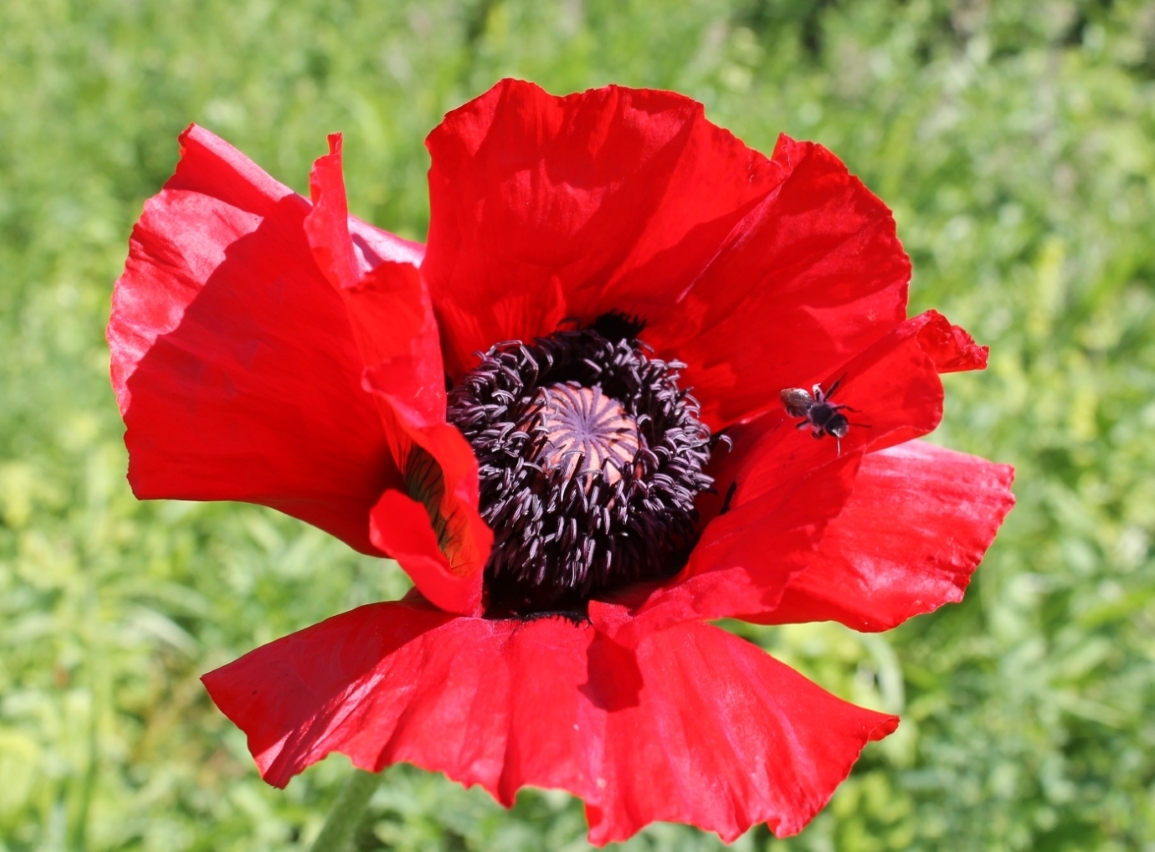 Image of Papaver bracteatum specimen.