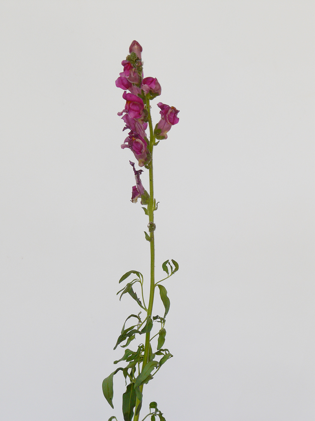 Изображение особи Antirrhinum majus.