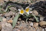 Tulipa biflora. Цветущие растения. Крым, Балаклава, обрывы над ур. Инжир. 16.03.2023.