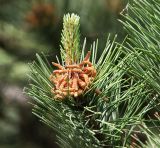 род Pinus