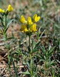 Thermopsis lanceolata. Цветущее растение. Хакасия, Ширинский р-н, берег оз. Власьево, степь. 07.06.2022.