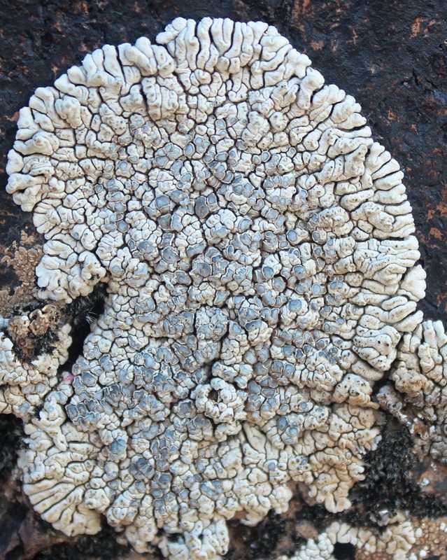 Image of Lobothallia alphoplaca specimen.
