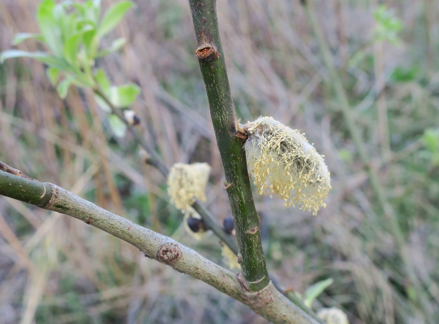 Изображение особи Salix cinerea.