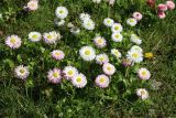 Bellis perennis. Цветущие растения. Беларусь, г. Могилёв, Ленинский р-н, ПКиО им. Максима Горького, газон у храма Святых царственных мучеников и новомучеников и исповедников XX века. 02.05.2023.