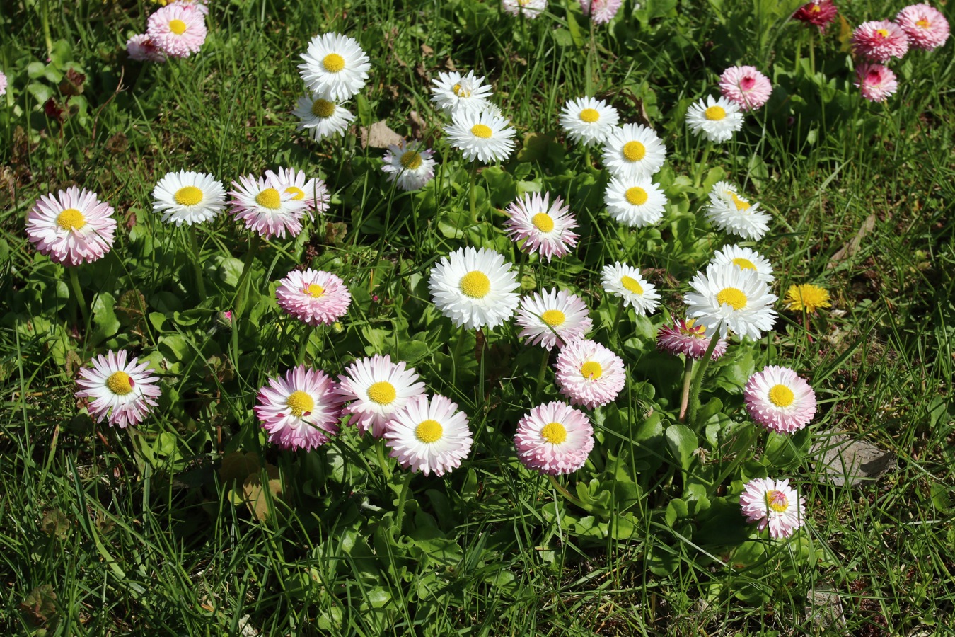 Image of Bellis perennis specimen.