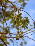 Vachellia nilotica. Верхушка побега с плодами. Египет, мухафаза Асуан, храмовый комплекс Абу-Симбел, каменистый сухой склон. 04.05.2023.