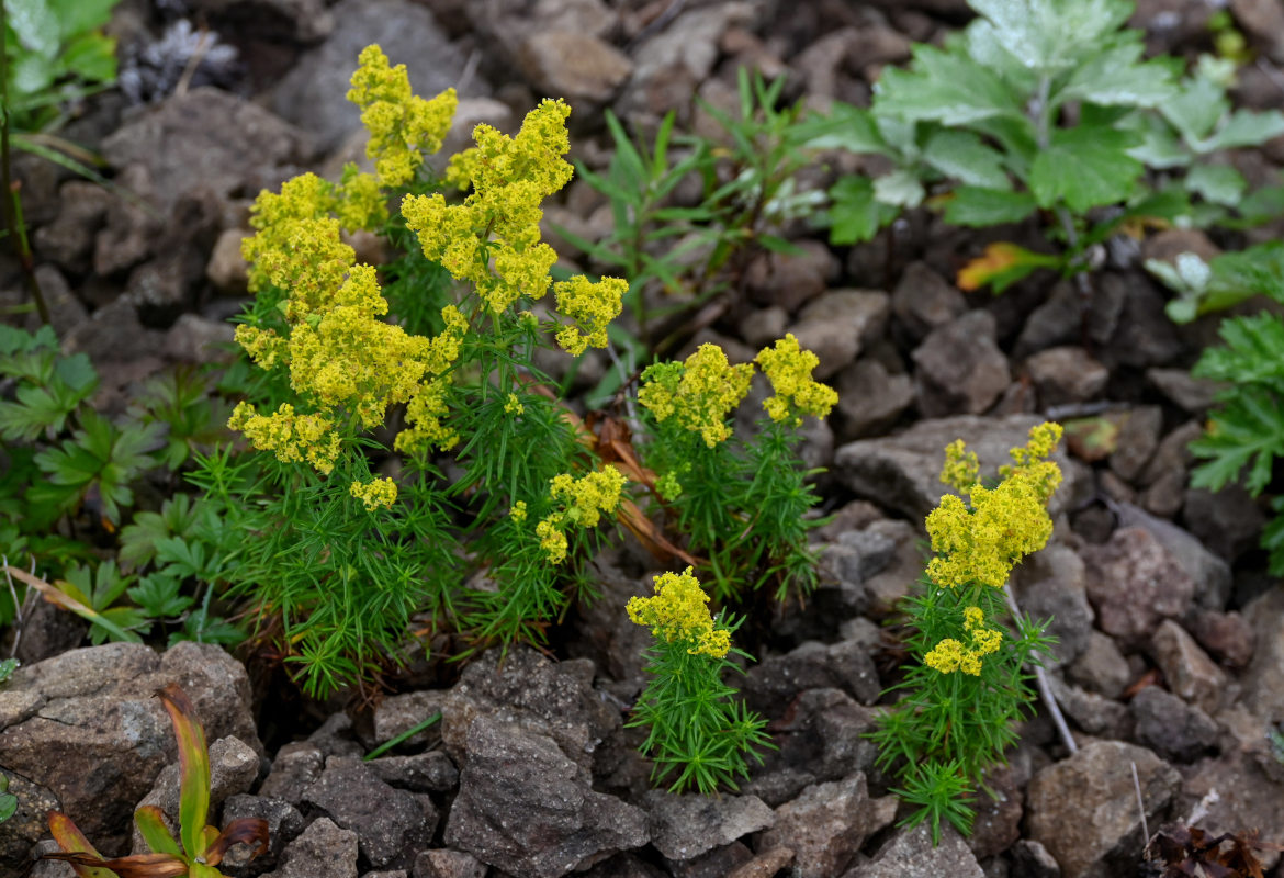 Image of Galium verum specimen.