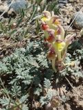 Scutellaria przewalskii