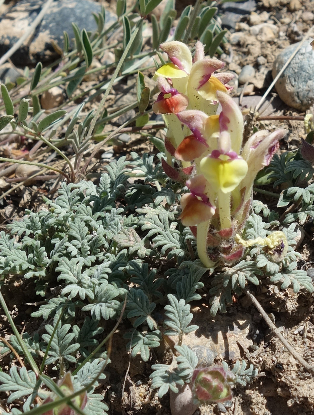 Image of Scutellaria przewalskii specimen.