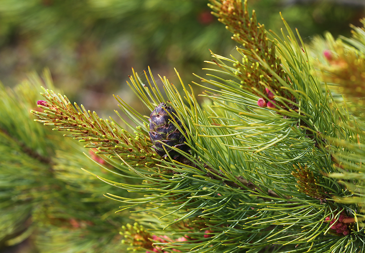 Image of Pinus pumila specimen.