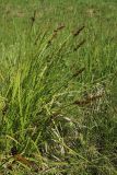 Carex vulpina. Плодоносящее растение. Псковская обл., г. Остров, 336-й км автодороги Р-23 «Псков», АЗС «Сургутнефтегаз», выкашиваемый разнотравно-злаковый луг. 14.06.2023.