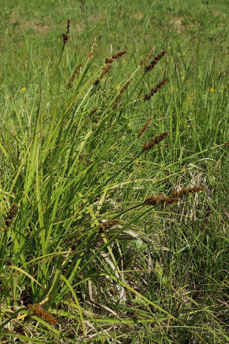 Изображение особи Carex vulpina.