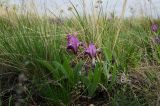 Iris pumila