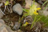 Rhinanthus subulatus. Верхушка цветущего растения. Краснодарский край, Адлерский р-н, хр. Аибга, 2320 м н.у.м., обочина горнолыжной трассы. 29.07.2023.