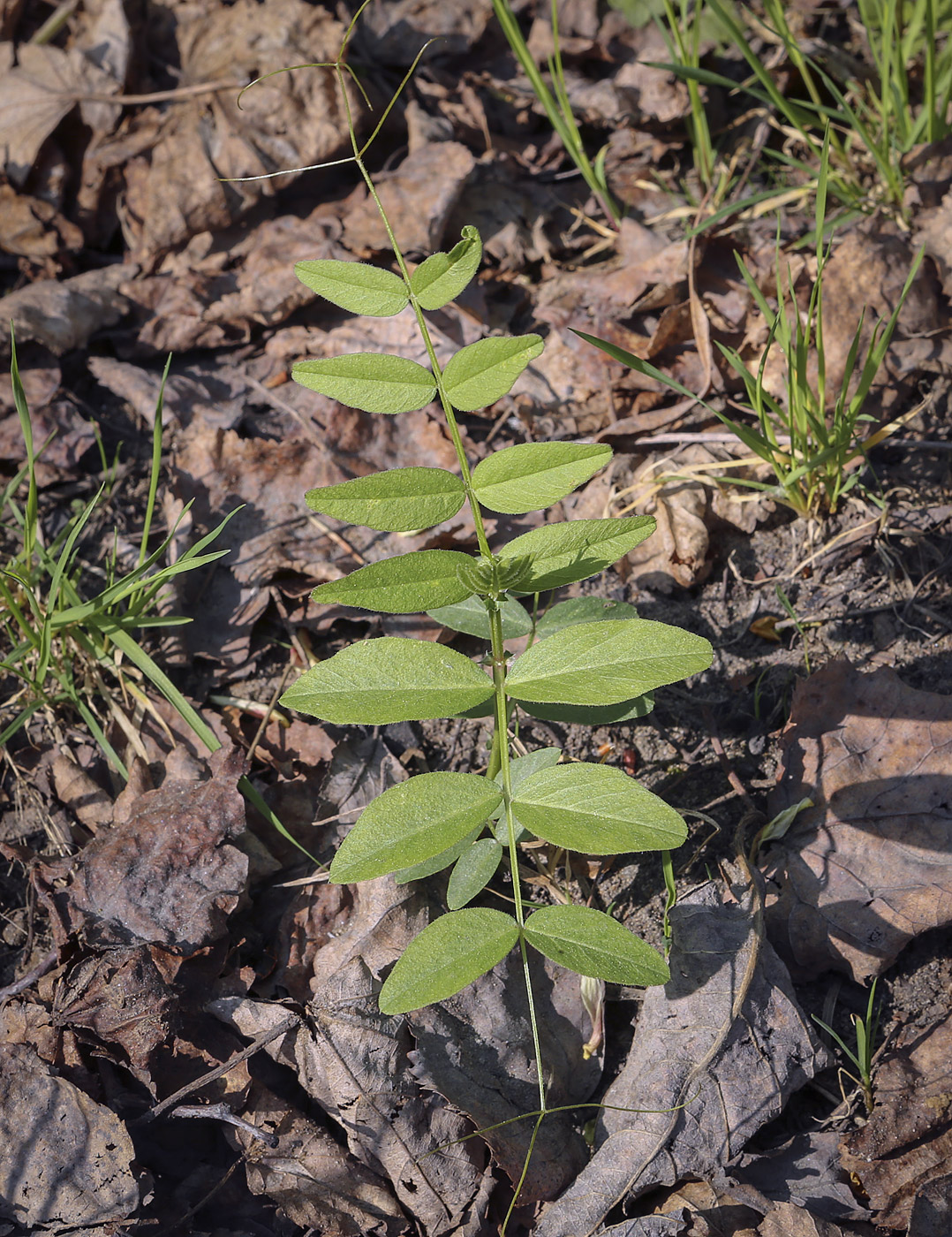 Image of Vicia sepium specimen.