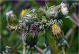 Taraxacum officinale