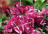 Chrysanthemum indicum