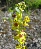 Image of taxon representative. Author is Владимир Папченков
