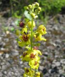 Verbascum nigrum. Верхняя часть соцветия. Вологодская обл., Череповецкий р-н, берег Рыбинского водохранилища, р. Шексна выше г. Череповца, д. Ваньгино, заброшенная дорога. 13.07.2009.