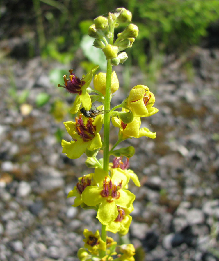 Изображение особи Verbascum nigrum.