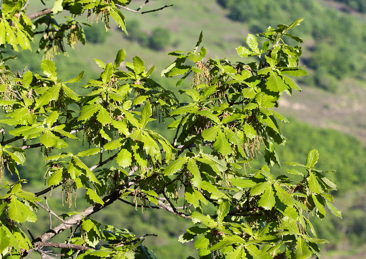 Изображение особи Quercus dentata.