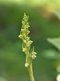 Goodyera repens