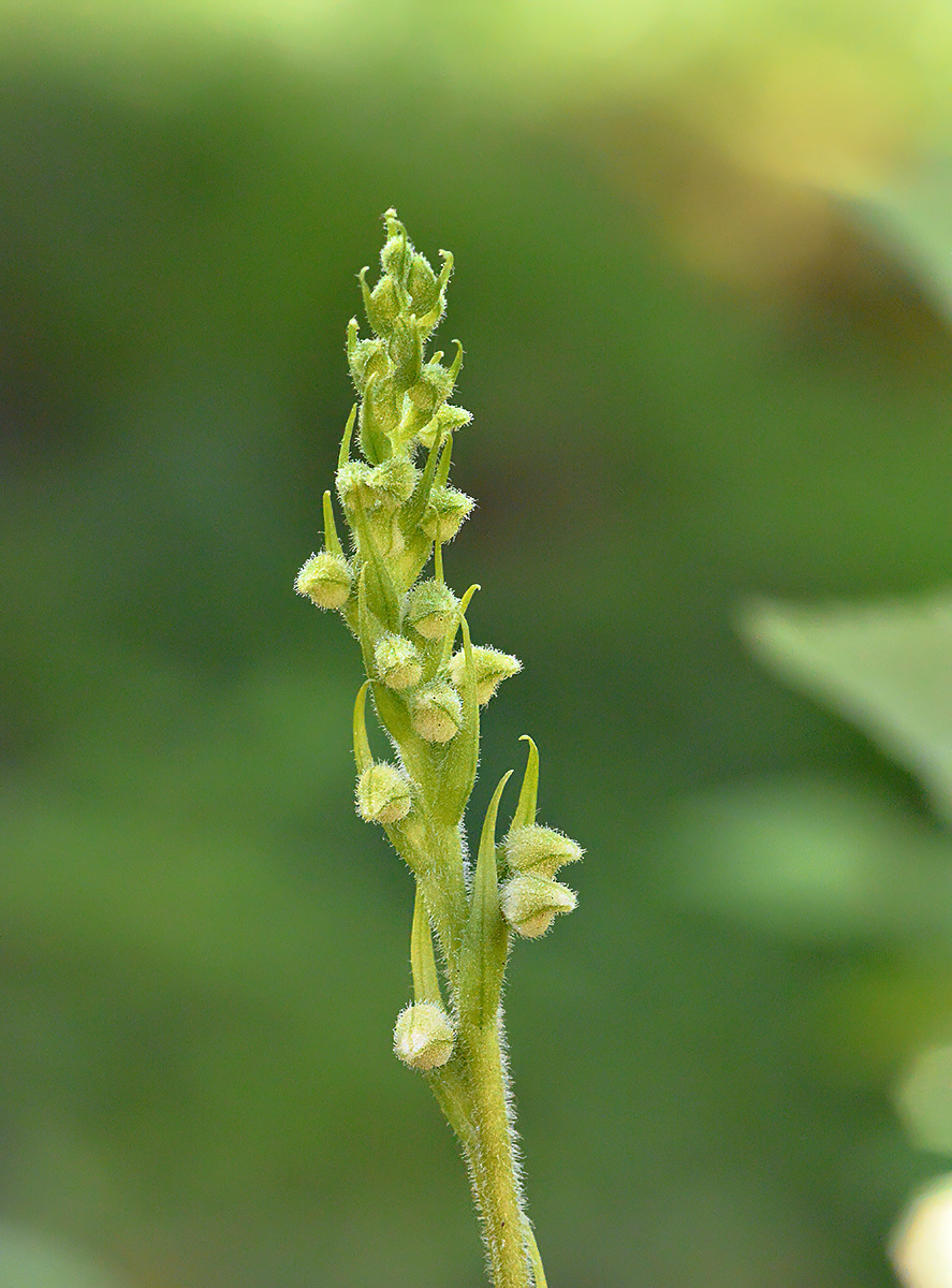 Изображение особи Goodyera repens.