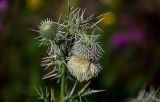 Cirsium echinus. Цветущее и развивающееся (слева) соцветия. Чечня, Итум-Калинский р-н, окр. с. Ведучи, ≈ 1500 м н.у.м., луговой склон. 27.07.2022.