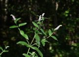 Mentha longifolia