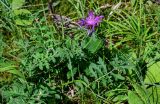 род Centaurea