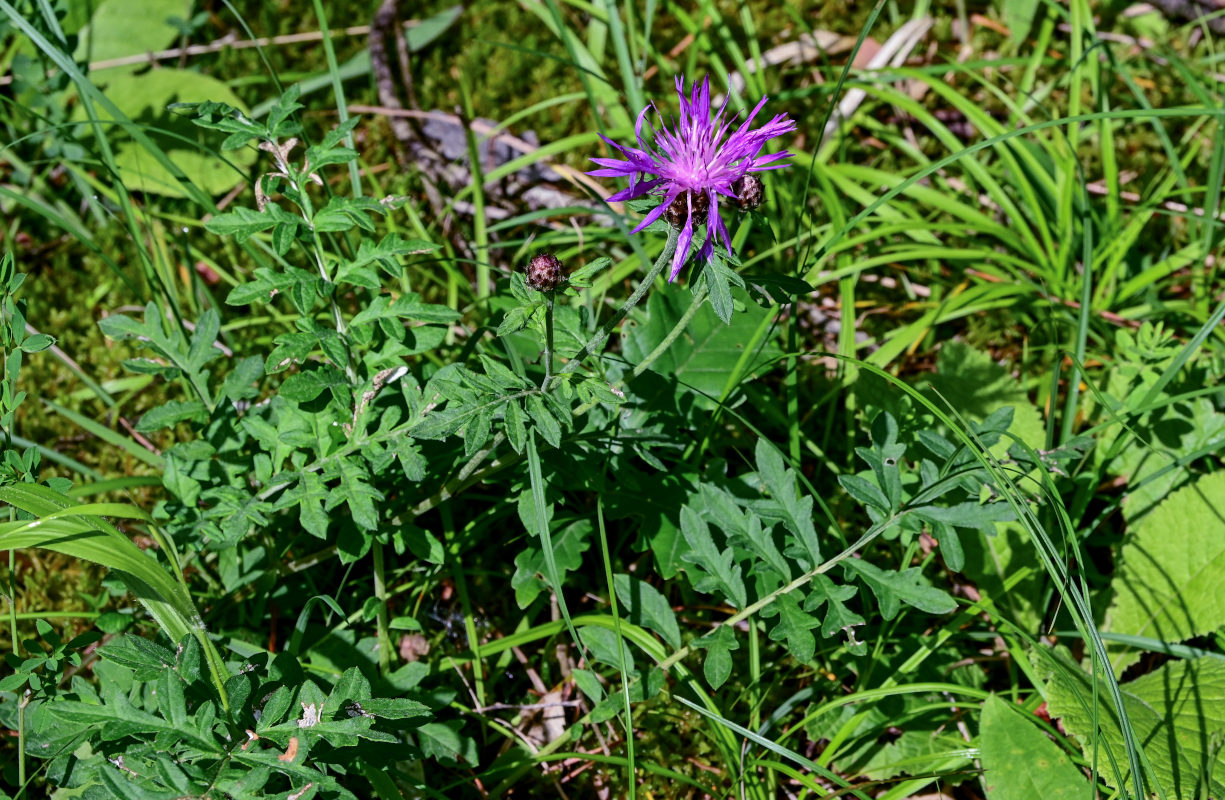 Изображение особи род Centaurea.