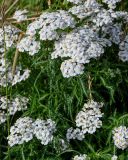 Achillea camtschatica. Верхушки побегов с соцветиями. Сахалин, Корсаковский гор. округ, оз. Буссе, приморский луг. 26.08.2022.