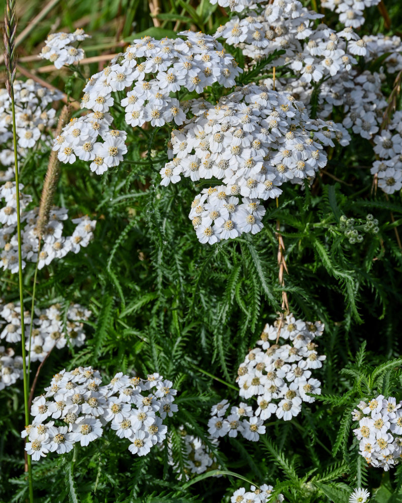 Image of Achillea camtschatica specimen.