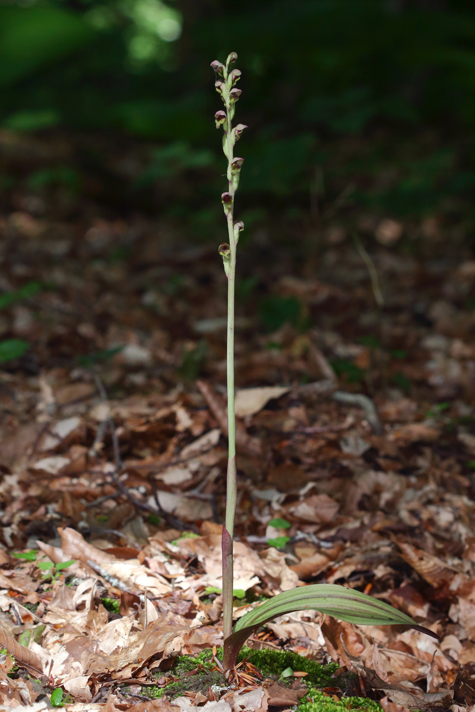 Image of Steveniella satyrioides specimen.