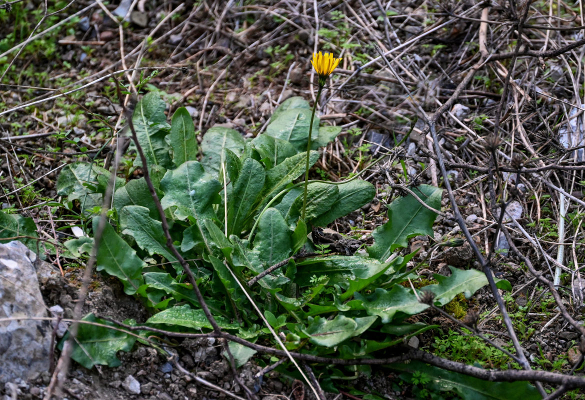 Изображение особи Hypochaeris angustifolia.