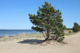 Pinus sylvestris. \"Пылящее\" дерево с прошлогодними шишками на ветвях и на песке внизу; справа - особи подроста и взрослое дерево. Ленинградская обл., Кингисеппский р-н, окр. дер. Выбье, побережье западнее экологической тропы; берег Финского зал. западнее устья р. Выбья, песчаный береговой вал. 28.05.2023.