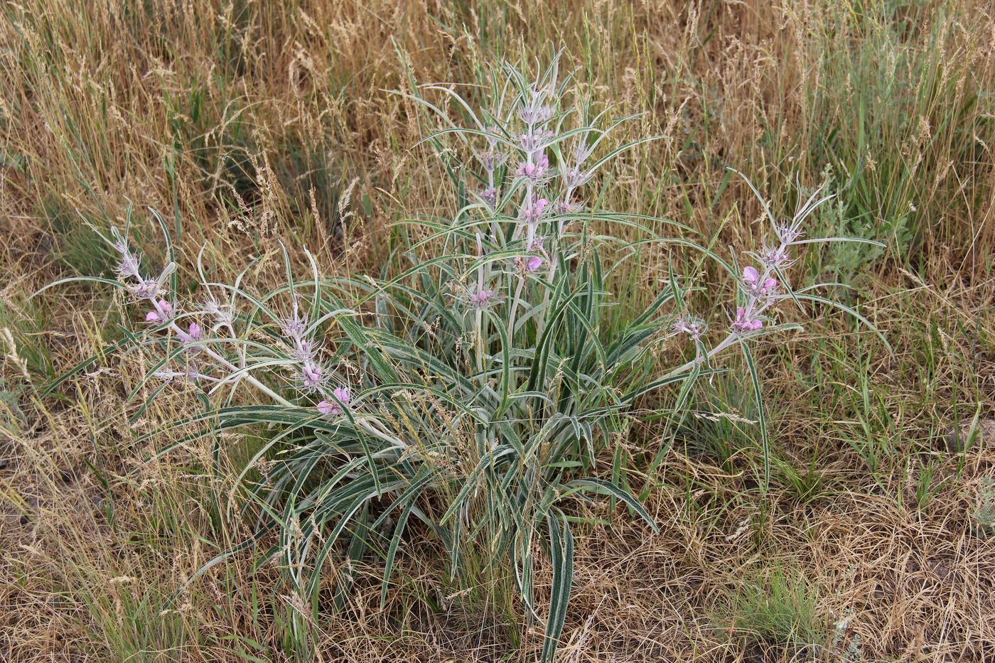 Image of Phlomis linearifolia specimen.