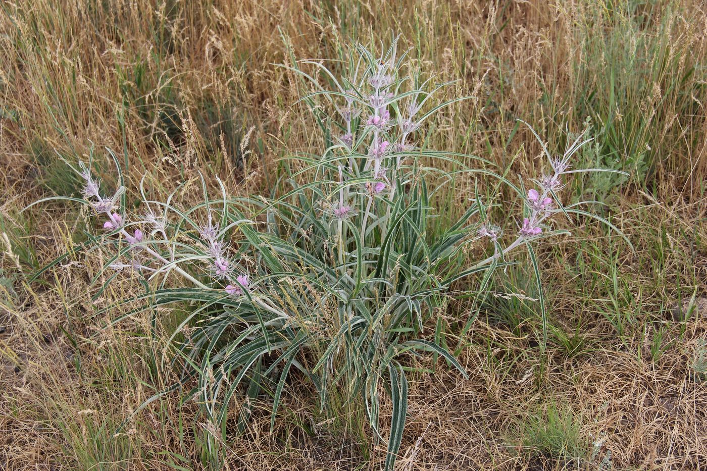 Изображение особи Phlomis linearifolia.