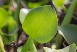 Eichhornia crassipes. Лист. Израиль, г. Ришон-ле-Цион, искусственное озеро. 25.11.2023.